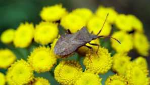 Pijma ще помогне с бъгове само за два дни, те все още ще се върнат!